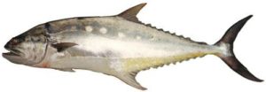 queenfish